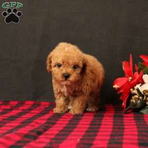Goldilocks, Maltipoo Puppy